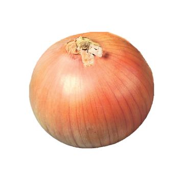 Oignon espagnol