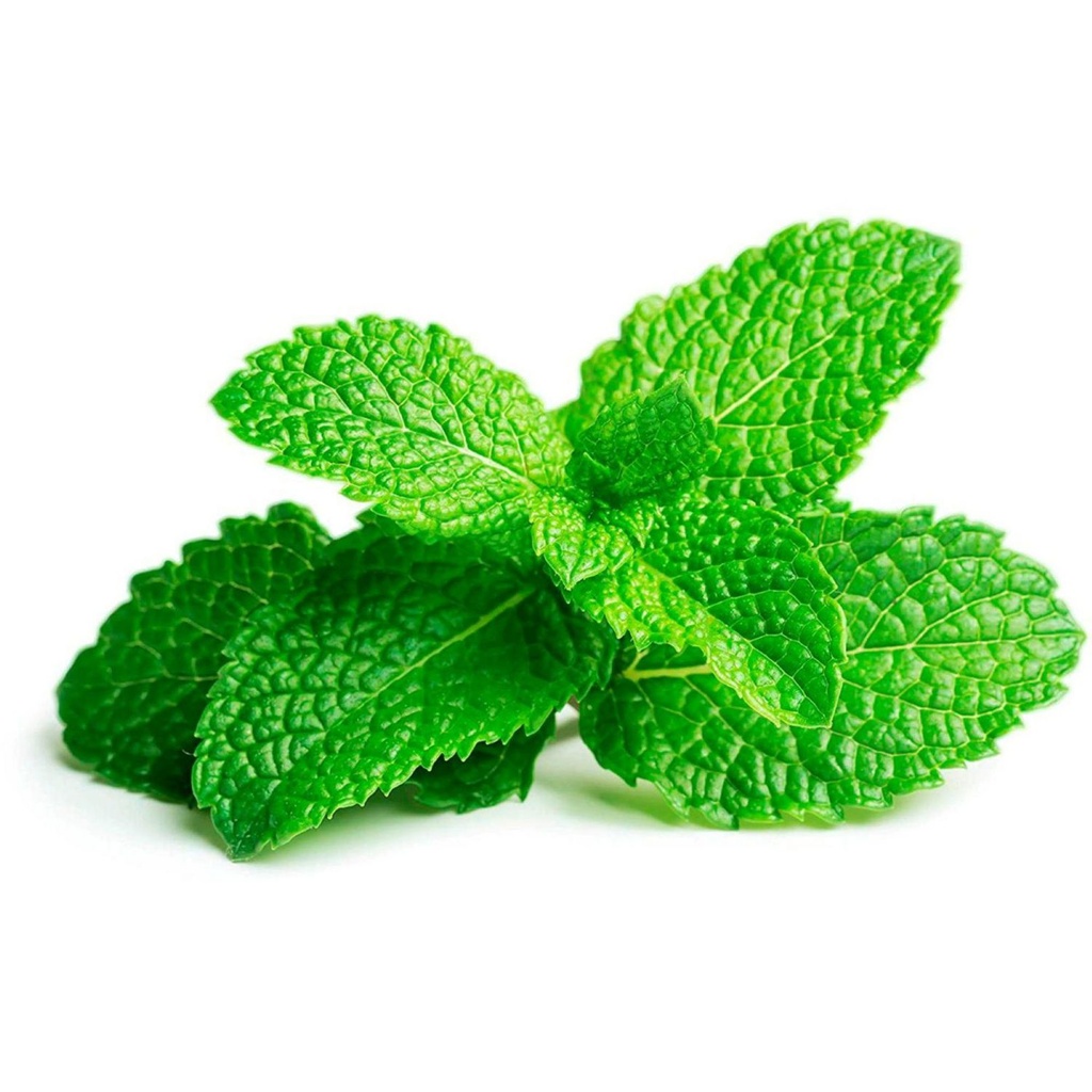 Menthe fraîche Vendu en botte