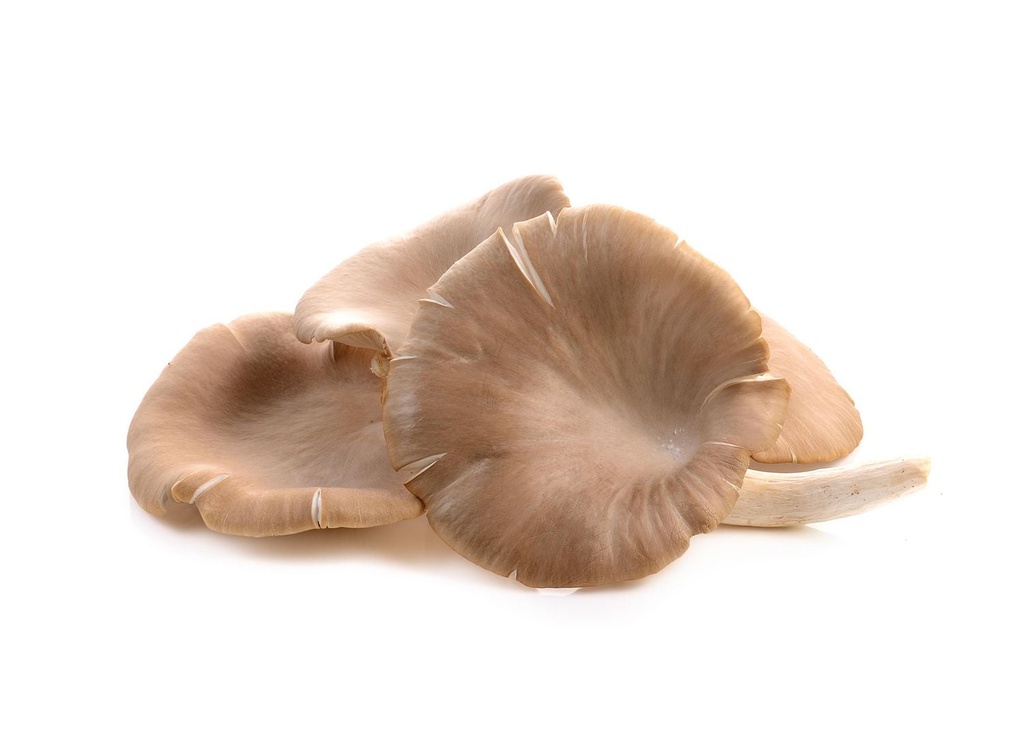 Champignons et huître 10 oz