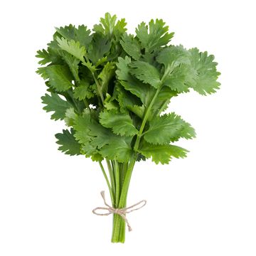 Coriandre
