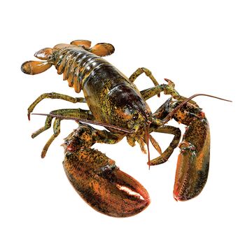 Homard vivant