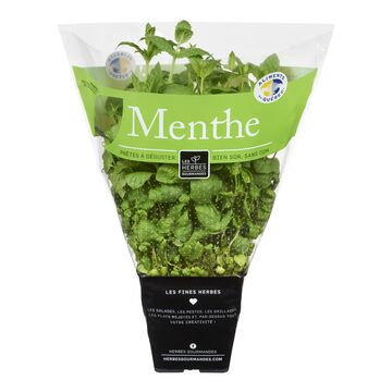 Menthe en pot