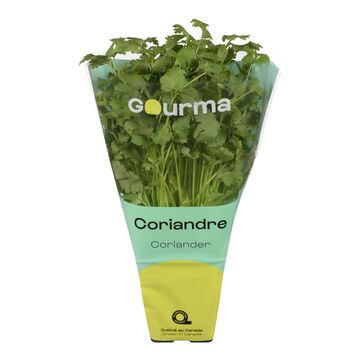 Coriandre en pot