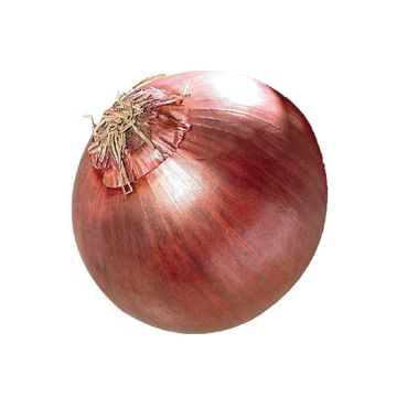 Oignon rouge